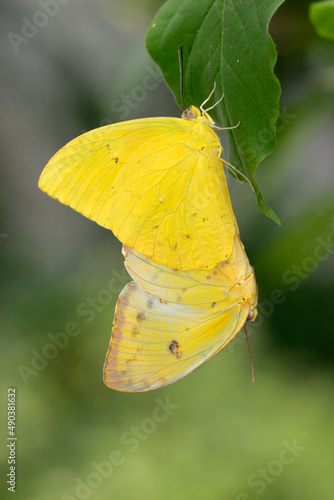 Close-up of two Orange-barred Sulphur Butterflies on a leaf (Phoebis philea) photo