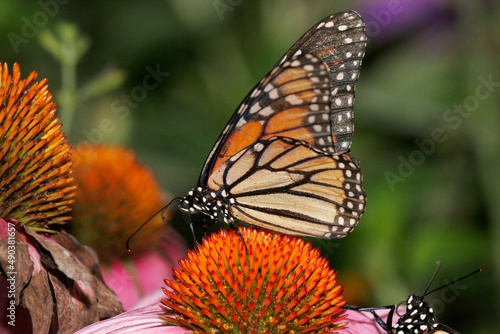 Close-up of a Queen Butterfly on a flower pollinating (Danaus gilippus)