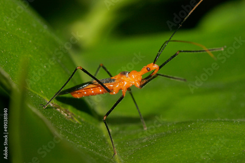 Side profile of an Assassin Bug on a leaf photo