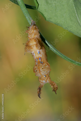 Close-up of a caterpillar of a Zebra Longwing Butterfly climbing on a twig (Heliconius charitonius) photo