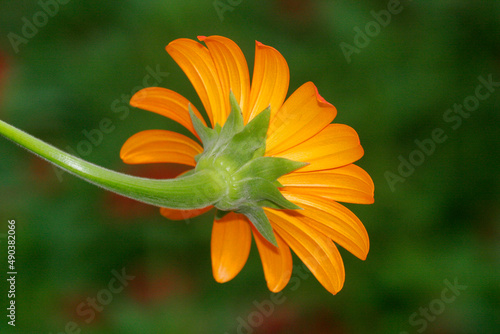 Close-up of a Mexican Sunflower (Tithonia rotundifolia) photo