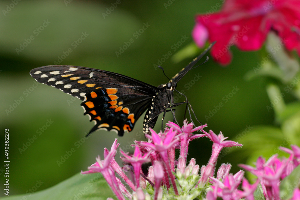 Close-up of a Black Swallowtail Butterfly on a flower pollinating (Papilio polyxenes) Close-up of a Black Swallowtail Butterfly on a flower pollinating (Papilio polyxenes)