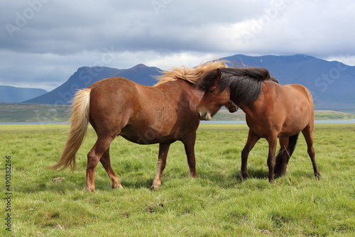 Islandpferd / Icelandic horse / Equus ferus caballus © Ludwig