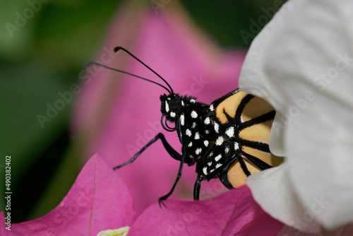 Close-up of a Monarch Butterfly on a flower (Danaus plexippus)