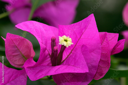 Close-up of a bougainvillea flower photo