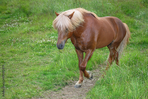 Islandpferd   Icelandic horse   Equus ferus caballus