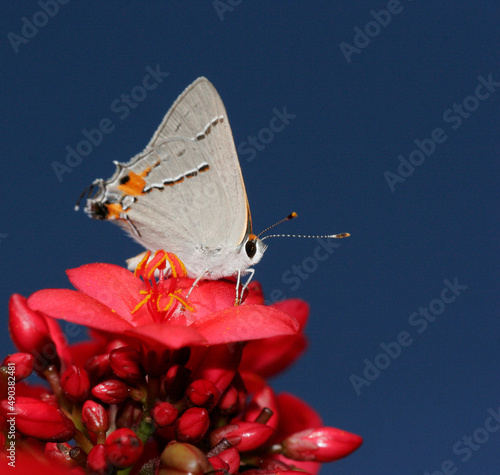 Close-up of a Gray Hairstreak butterfly pollinating a flower (Strymon melinus) photo
