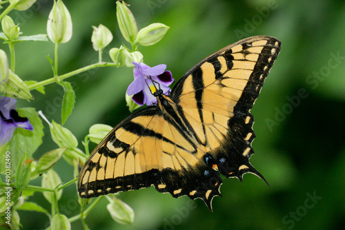 Close-up of a Giant Swallowtail butterfly pollinating a flower (Papilio cresphontes)