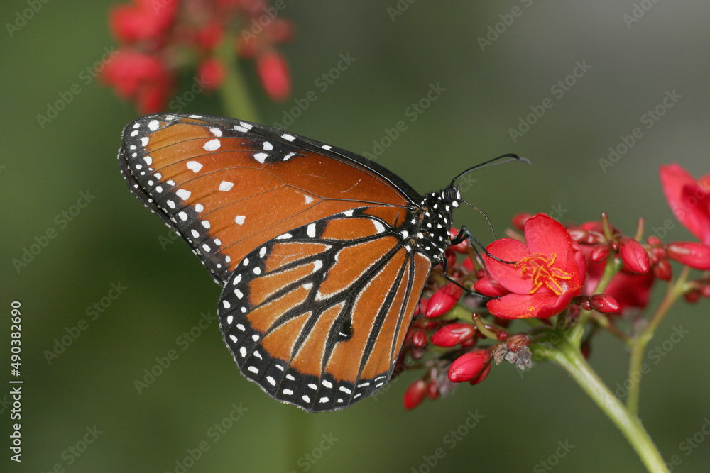 Close-up of a Queen Butterfly pollinating a flower (Danaus gilippus) Close-up of a Queen Butterfly pollinating a flower (Danaus gilippus)