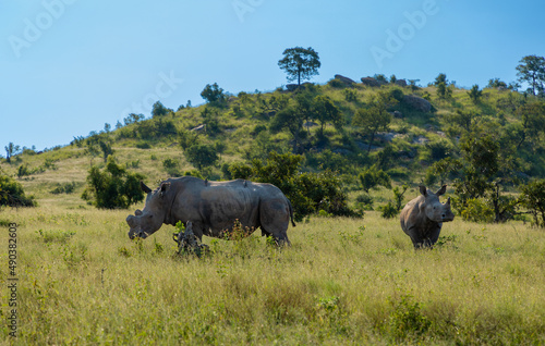 Adult rhino with a young rhino in the african bush. the horn on the adult have been cut off to protect it from poachers. Rhino is a critical endangered species
