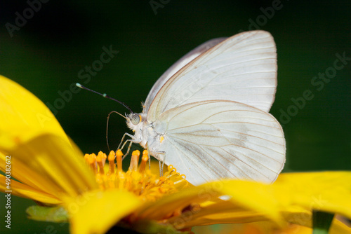 Close-up of a Great Southern White butterfly pollinating a flower (Ascia monuste) photo