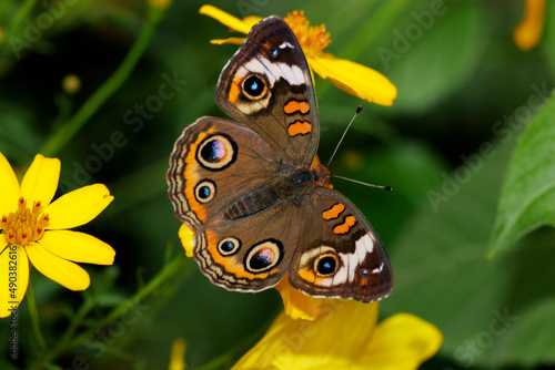 High angle view of a Common Buckeye butterfly pollinating a flower (Junonia coenia) photo