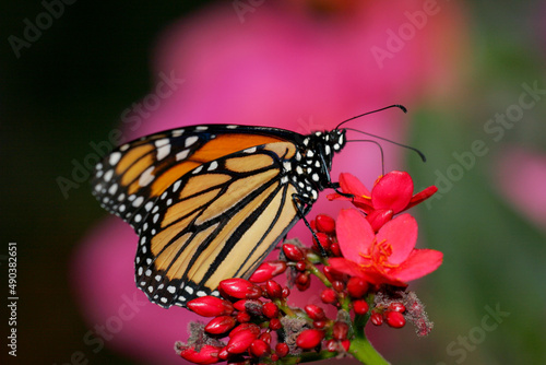 Close-up of a Monarch butterfly pollinating a flower (Danaus plexippus)