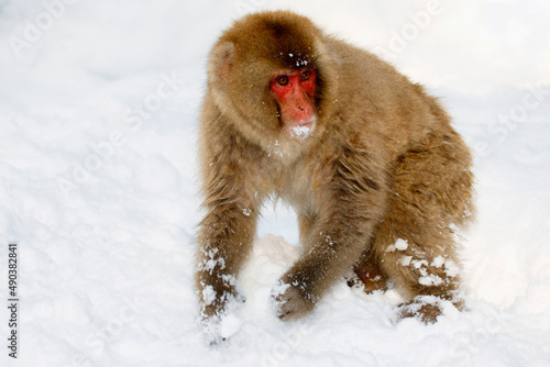 Close-up of a Japanese Macaque standing on a polar landscape (Macaca fuscata) photo