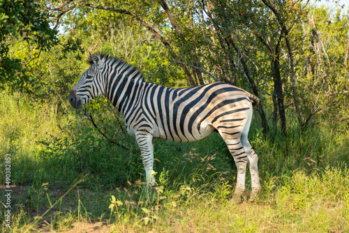 Zebra standing in the shade under a tree in the Kruger National Park in South Africa