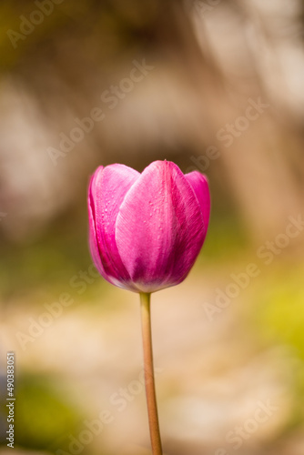 Tulpe Rosa Bokeh Blume Garten Fr  hling 