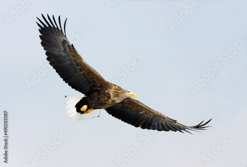 Low angle view of a White-tailed Eagle flying in the sky (Haliaeetus albicilla) photo