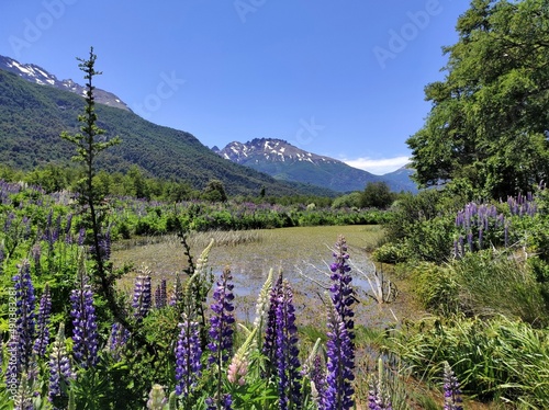 Argentine, Bariloche, Fleurs de montagne, champs de lupins violets en fleur, rivière et sommets enneigés au fond © lescarexpat