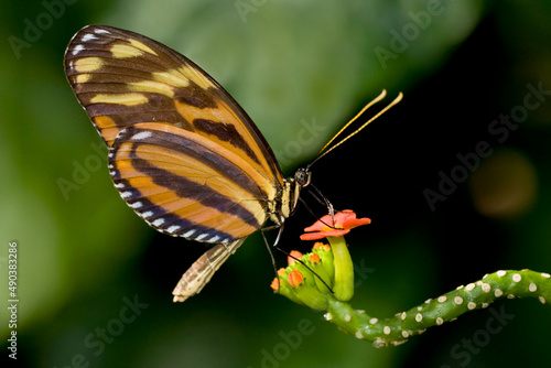 Ismenius Tiger butterfly (Heliconius ismenius) pollinating a flower photo