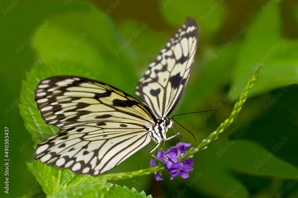 Idea Leuconoe, Large tree nymph, Rice Paper Butterfly Idea Leuconoe, Large tree nymph, Rice Paper Butterfly