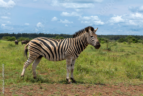 Side profile of a zebra in the savannah in the Kruger National park  South Africa