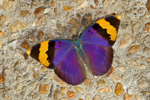 Euphaedra Nephron, Gold-banded Forester photo