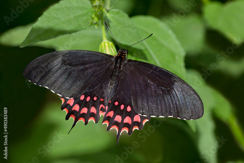 Pale-spotted Swallowtail, Papilio erostratus photo