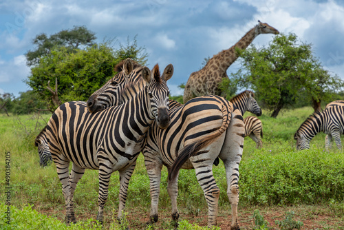Two zebras embracing. Behind them out of focus is the rest of the herd and a giraffe grazing. 