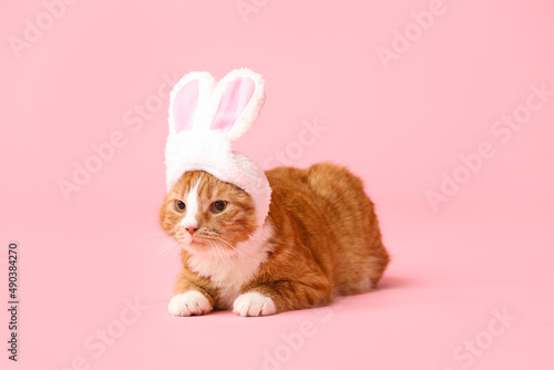 Cute cat in bunny ears on p...