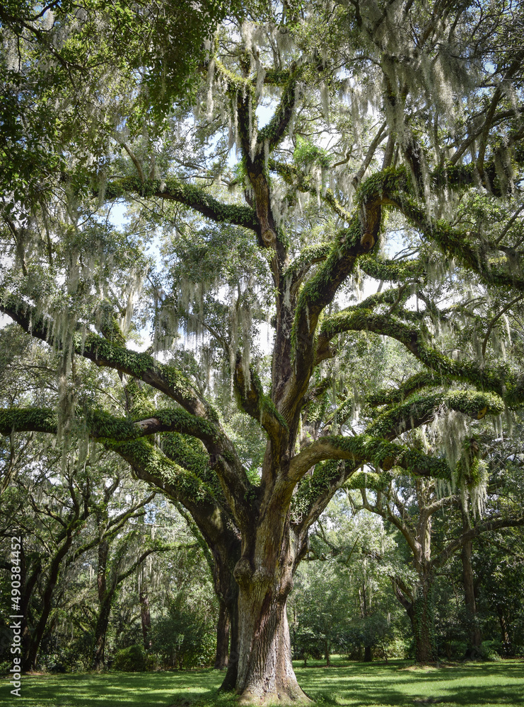 Obraz premium Live Oak Tree