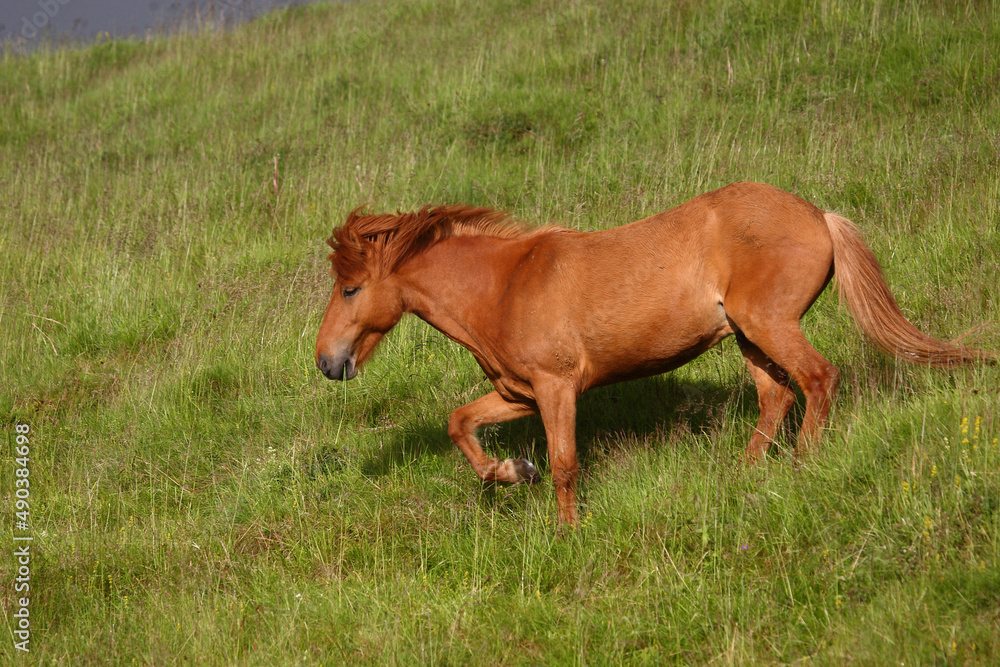 Fototapeta premium Islandpferd / Icelandic horse / Equus ferus caballus.