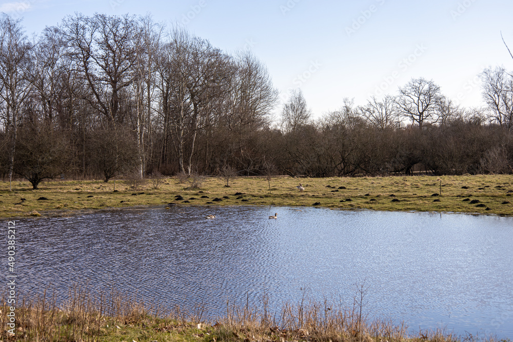 Spring landscape in Denmark. Lake with ducks on the background of trees. Rustic landscape. Spring landscape in Denmark. Lake with ducks on the background of trees. Rustic landscape.