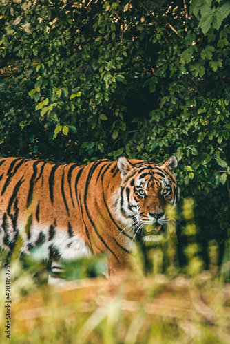 Tiger Blick Zoo M  nchen