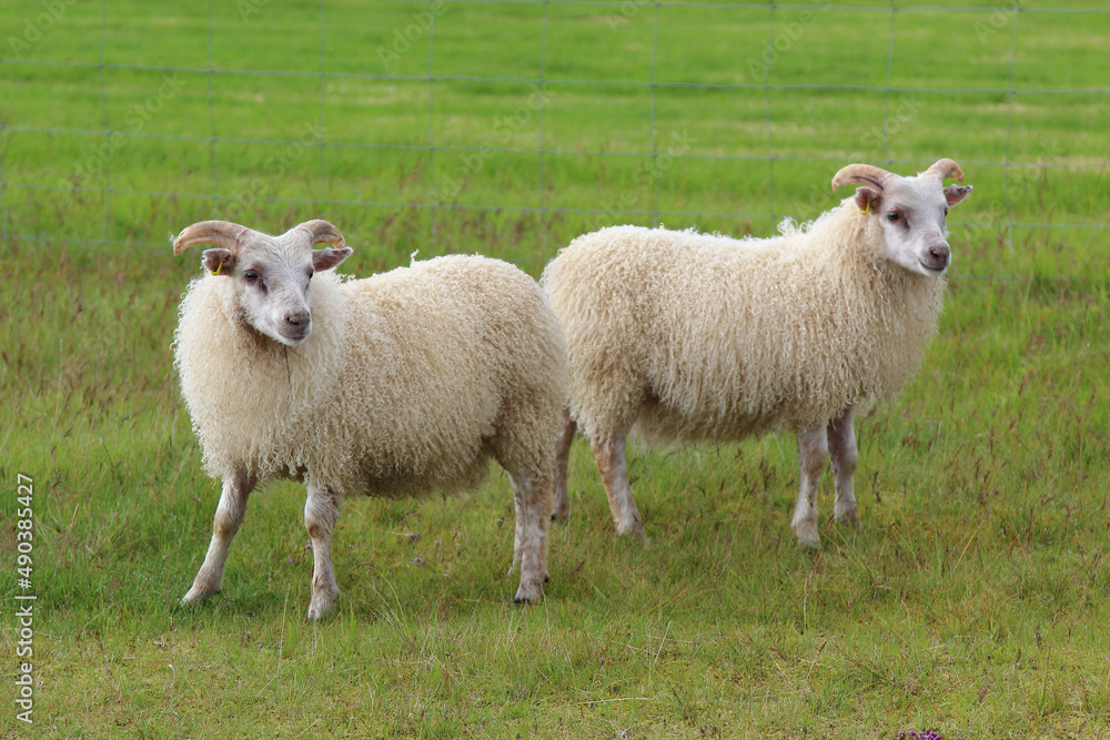 Schaf / Sheep / Ovis.. Schaf / Sheep / Ovis..