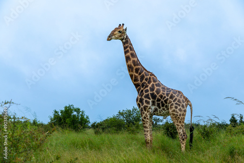 Large Giraffe standing in the a grassland in the the african bushveld.