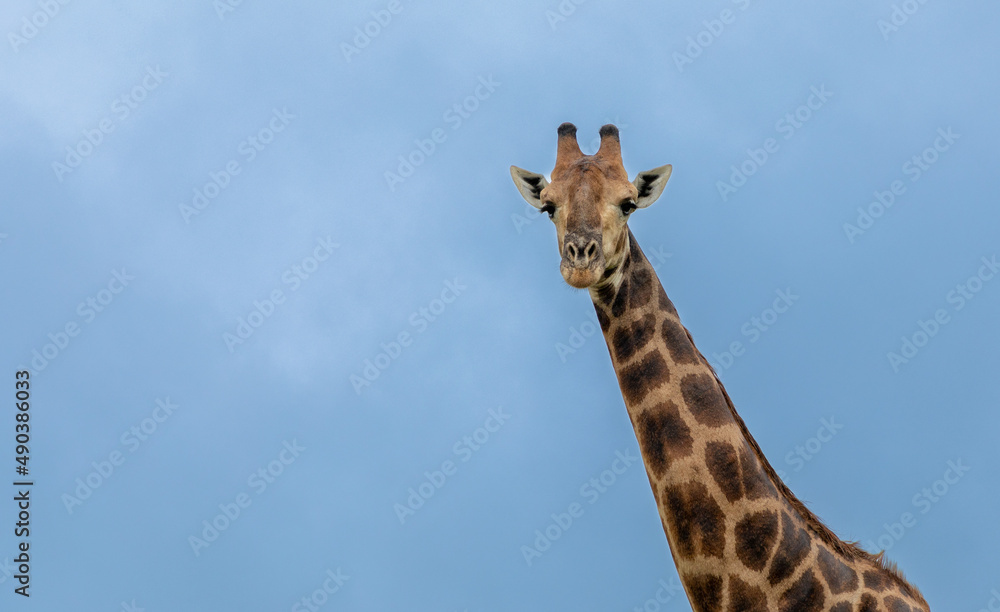 Close up on the neck and head of a giraffe against the blue sky Close up on the neck and head of a giraffe against the blue sky