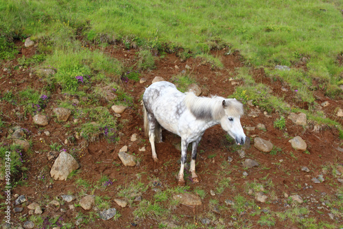 Islandpferd   Icelandic horse   Equus ferus caballus