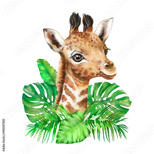 Photography Watercolor illustration with giraffe, giraffe watercolor naturalistic drawing, i