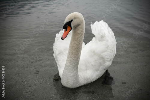 Beautiful Swan on the Water in Locarno, Switzerland. photo