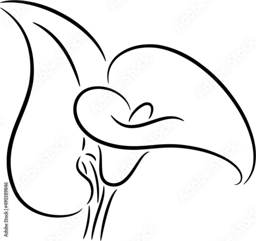 Calla flower with leaf, isolated