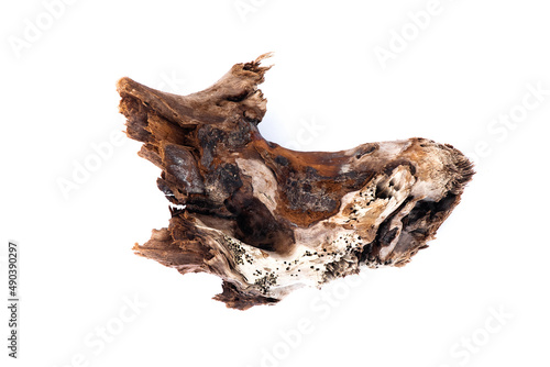 Tree wood knot isolated on the white background. © Natali