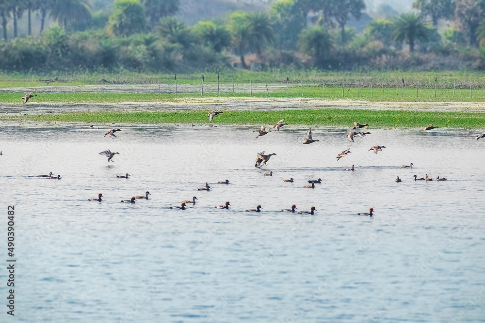 Flocks of Migratory birds enjoying moments in the water. Barabani near Asansol, West Bengal, India, Asia 18-02-2022.