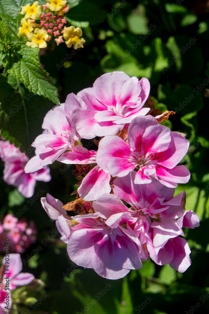 Obraz premium pink and white flowers
