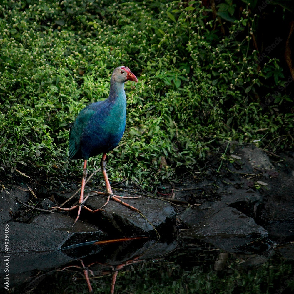 Grey headed Swamphen bird. Beautiful wall mounting of Swamphen bird. seasonal greetings. Bird photography. Grey headed Swamphen bird. Beautiful wall mounting of Swamphen bird. seasonal greetings. Bird photography.