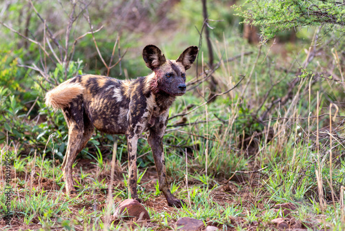 wildhund photo