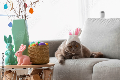 Cute Scottish Fold cat in b...