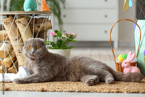Cute Scottish Fold cat in b...