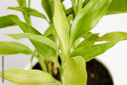 lucky bamboo green foliage, also known as Dracaena sanderiana in high definition