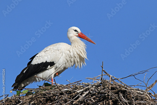 Beautiful white stork (Ciconia ciconia) standing on its nest. Big migratory bird from Africa spending the winter in Lugo, Galicia, Spain. Colorful wild bird background. Stork building nest.