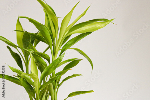 lucky bamboo green foliage, also known as Dracaena sanderiana in high definition